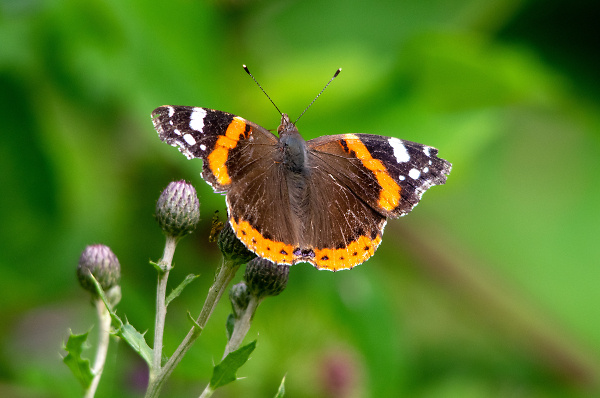 Red Admiral