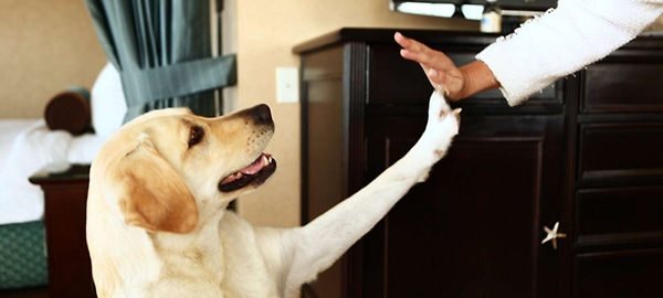 Restaurantes Pet Friendly en Mazunte
