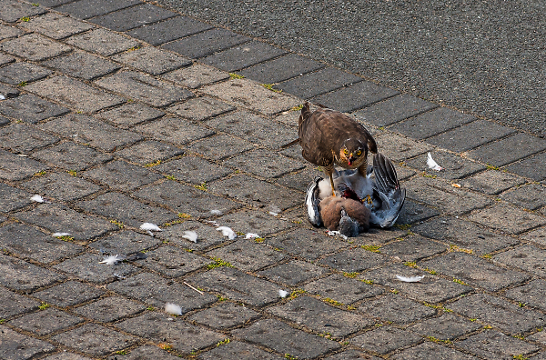 Sparrowhawk with kill