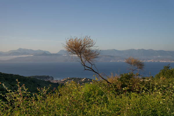 Two Trees