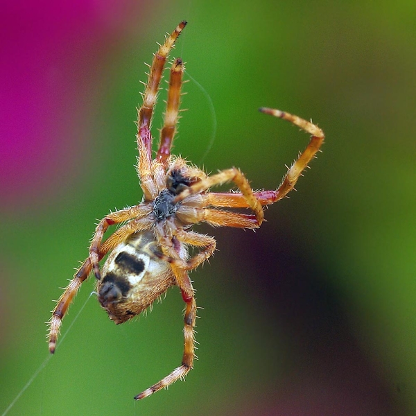 Under a spider