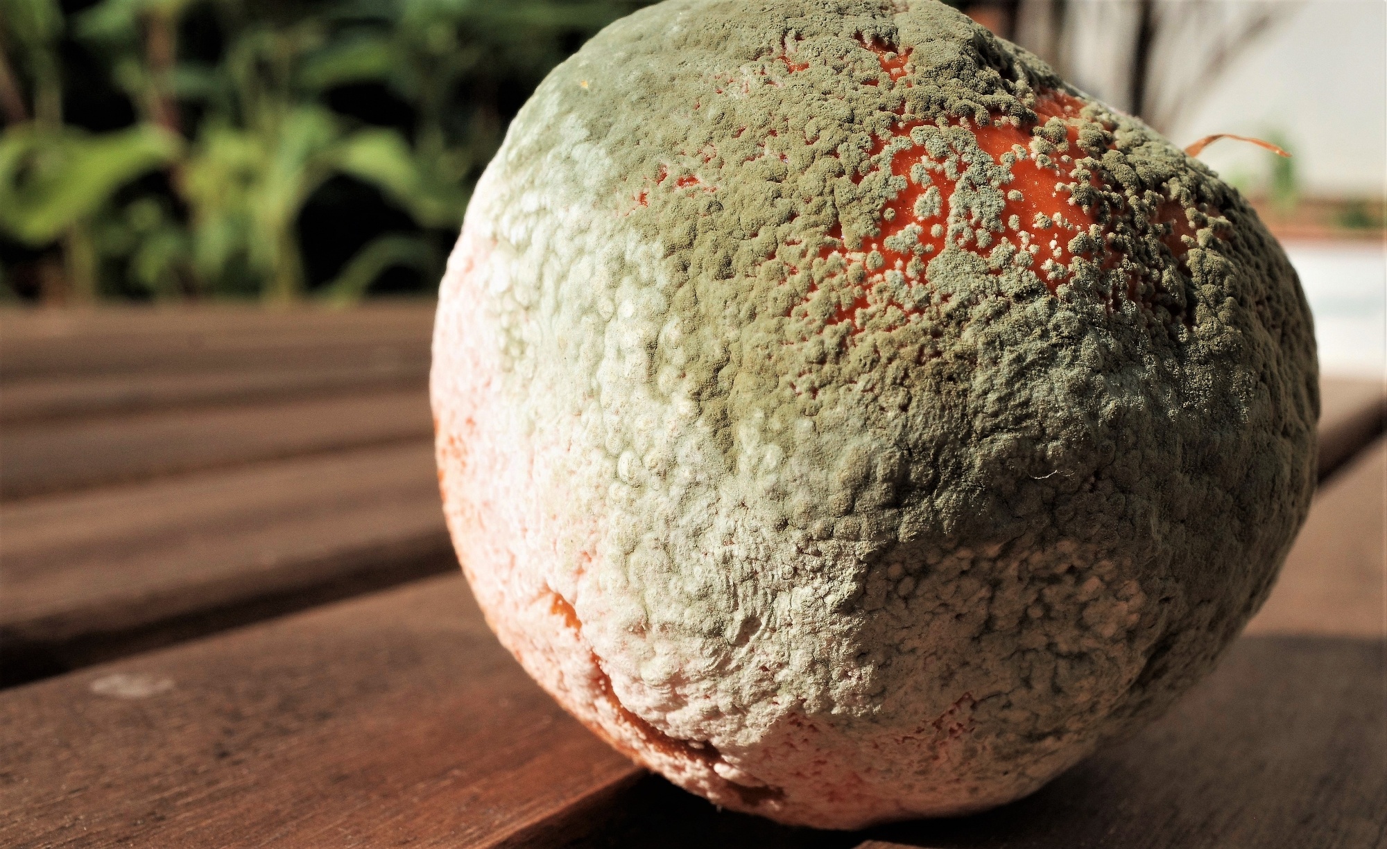 Rotten Fruit!!