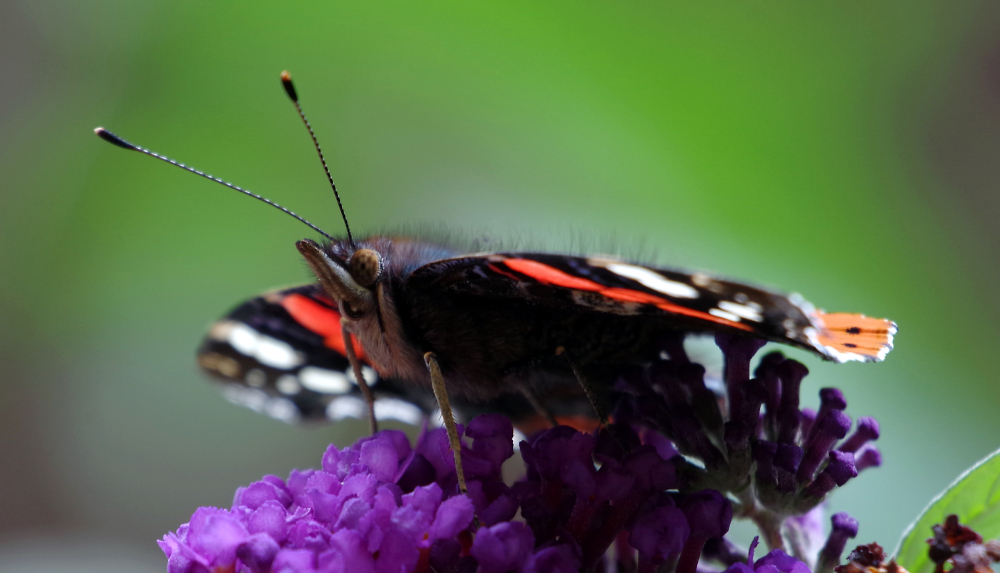 Buddleia butterfly bush - Pentax 55-300 PLM lens.