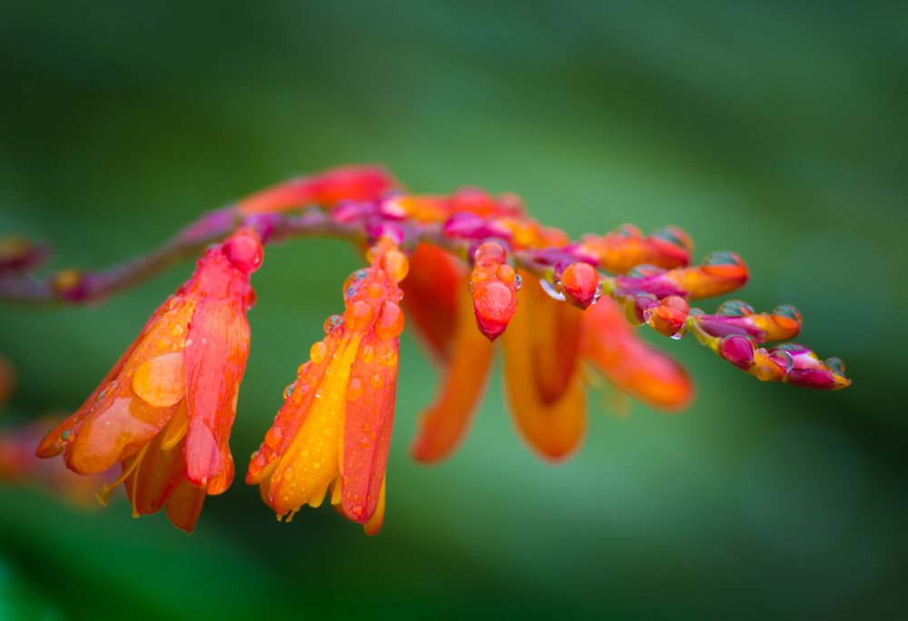 Crocosmia