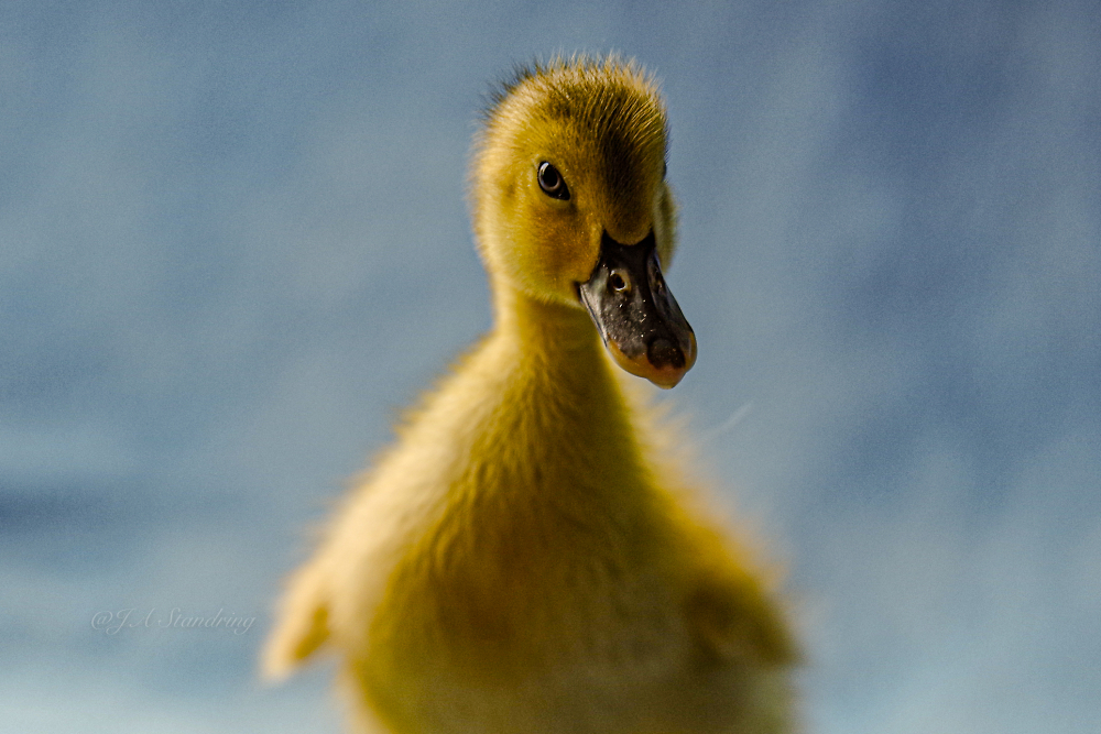 Have a Ducky Day Folks