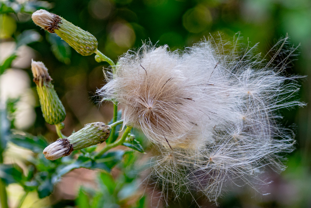 Seed Pods Exploding