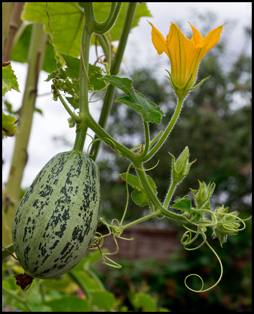Squash and Flower