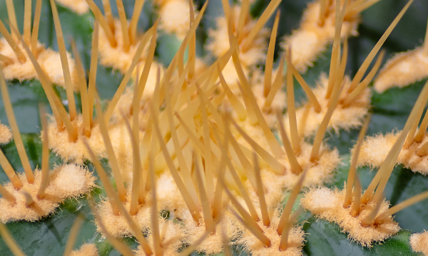 Cactus, Up Close