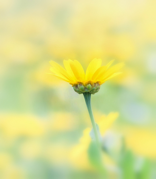Corn Marigold