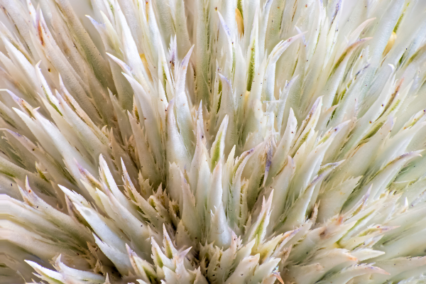Great Global Thistle: Macro
