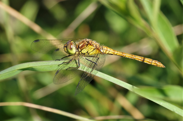Hawker    (K3.3 and DA*300)
