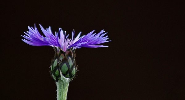Knapweed with a guardian ant.