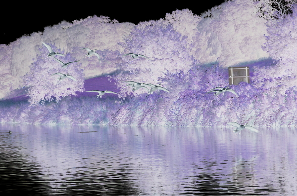 Lilac River scene