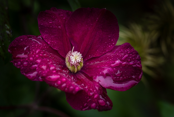 Rain soaked Clematis.