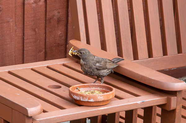 The Hungry Blackbird