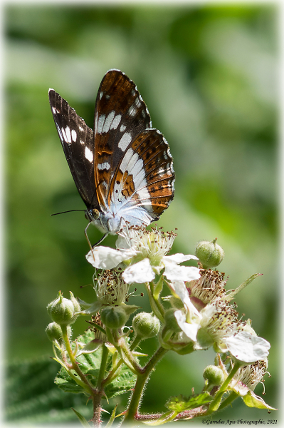 White Admiral (Limenitis camilla)