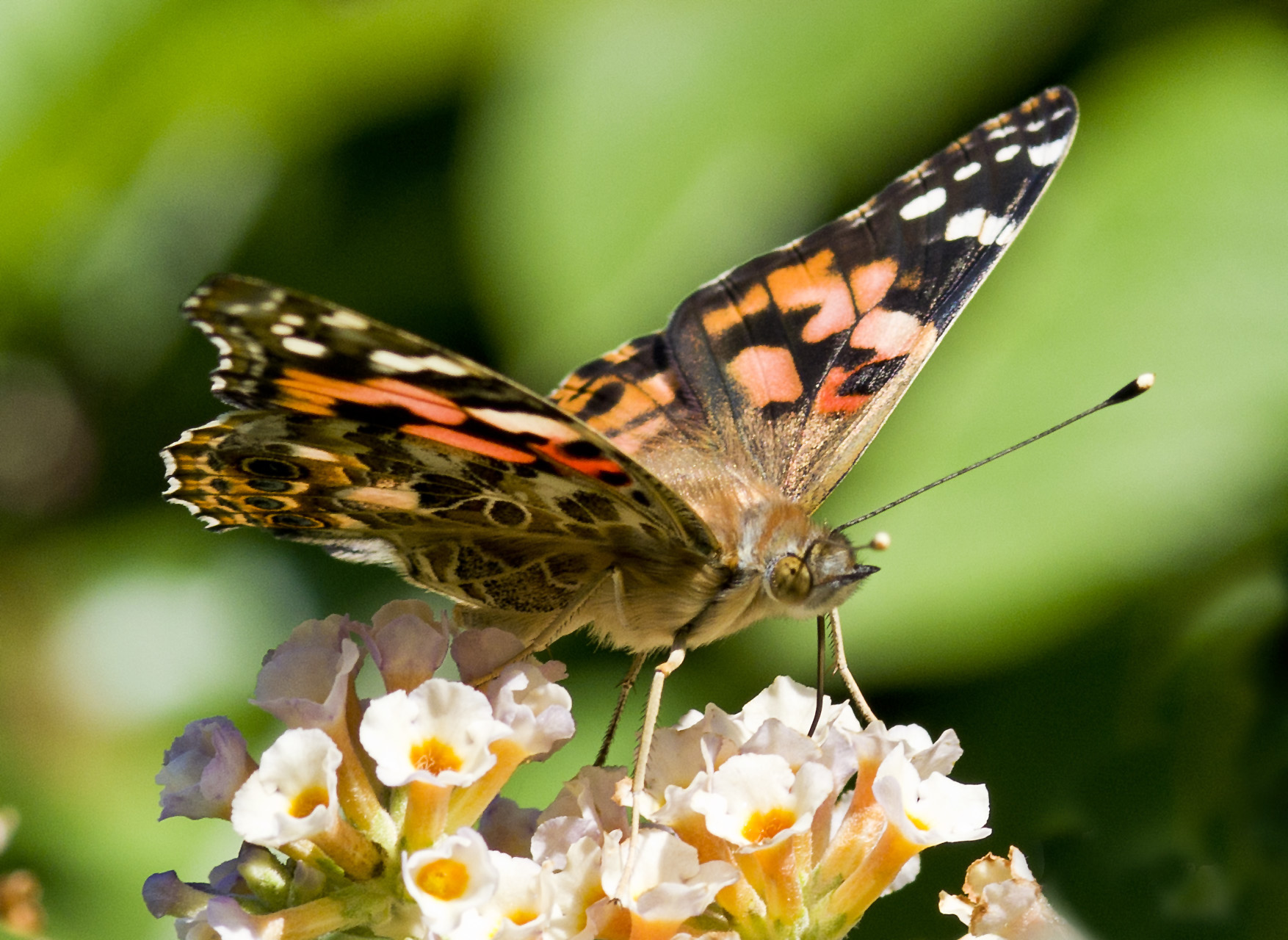 Painted Lady