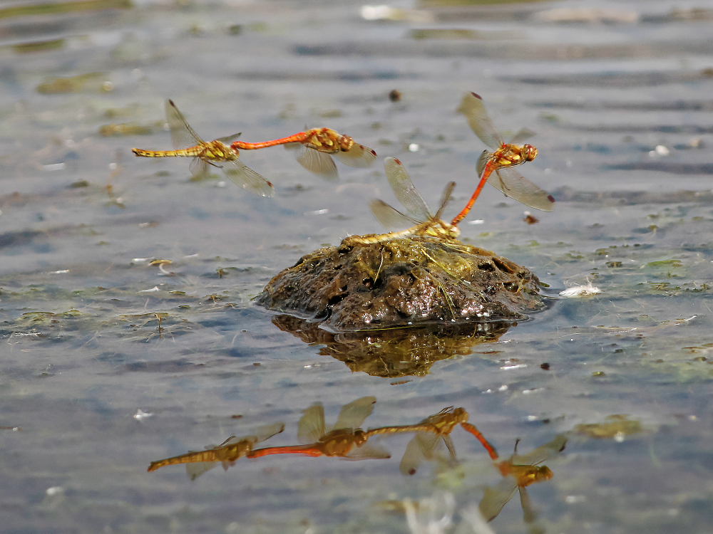 Dragonflies !!