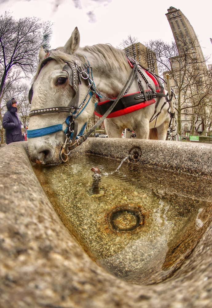 Horse getting a drink