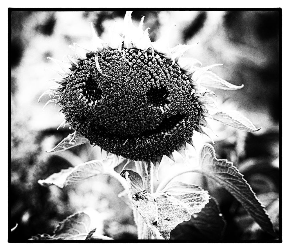 Sinister Sunflower