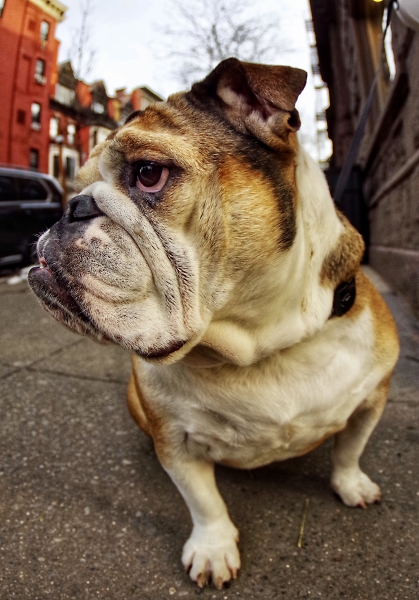 A Bulldog
