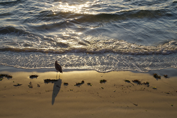 Beach bird