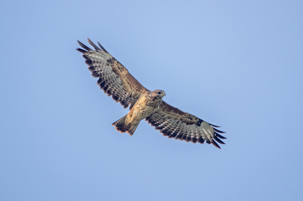 Buzzard