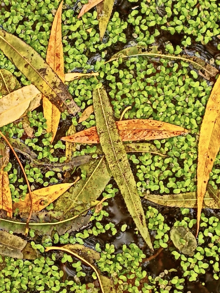 Duck Weed and Willow leaves