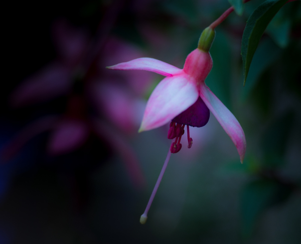 Last of the Fuchsias.