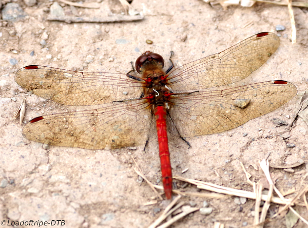 Male Common Darter