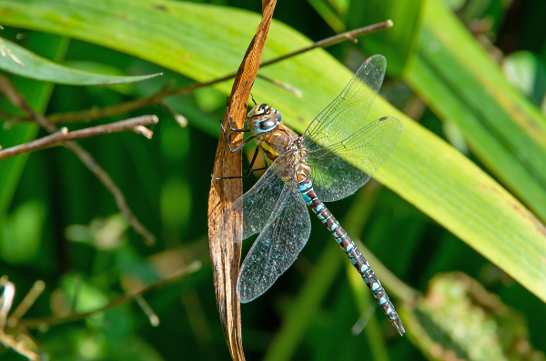 Migrant Hawker