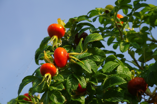 Rose Hips