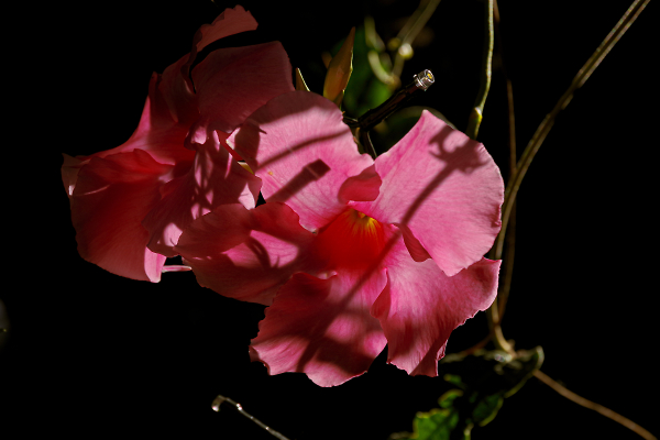 Shadow Show on Petals