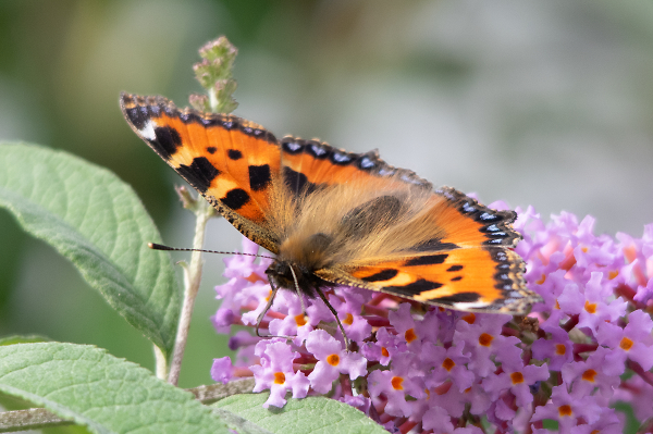 Small tortoiseshell?