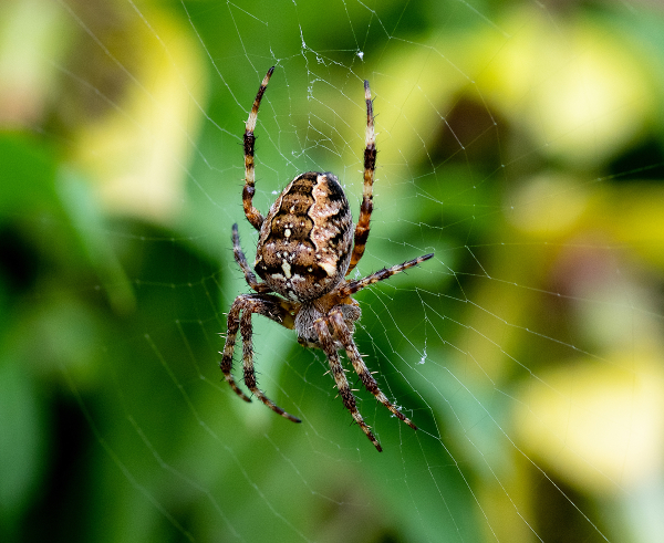 Spider in the Garden this afternoon Waiting for dinner.