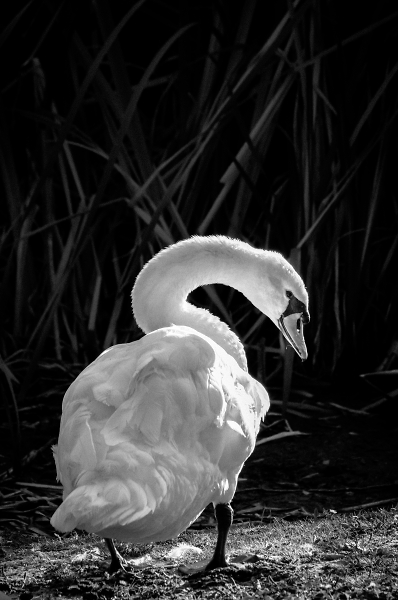 Swan B&W
