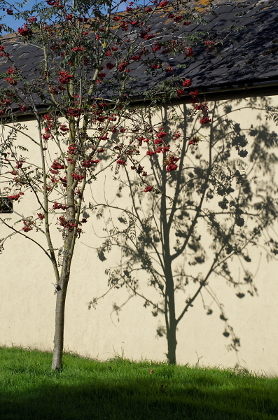 Tree and Shadow Tree