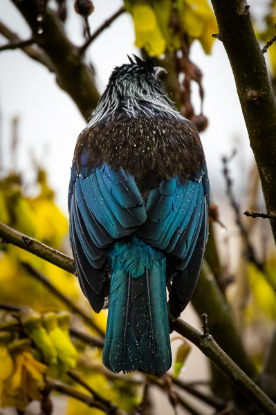 Tui in the kōwhai