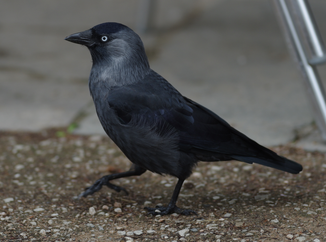 Scavenger