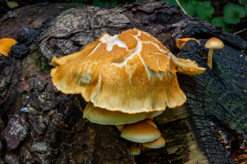 Fungi on Rotten log