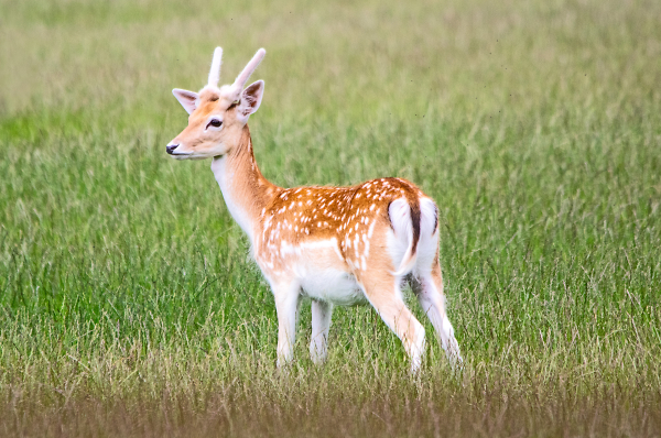 Fallow Deer