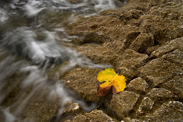 Fig Leaf on Rocks