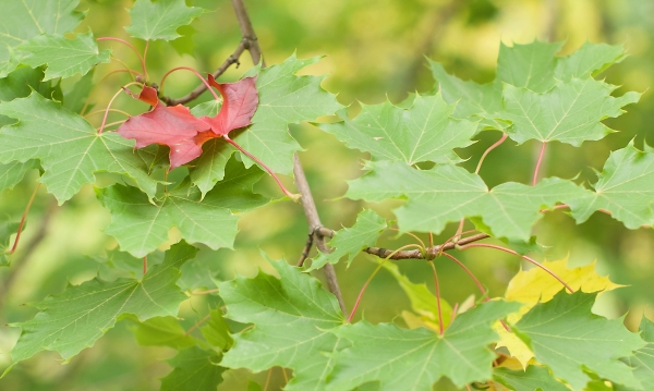 First red leaf of the year
