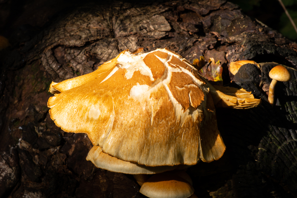 Fungi