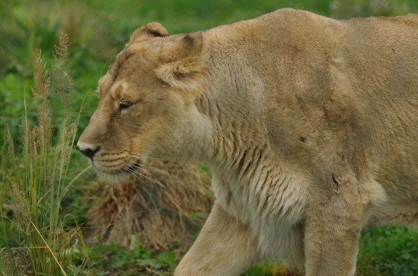 Lioness v2