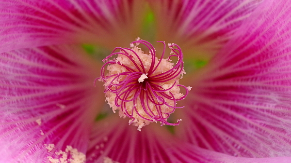 Pink holyhock