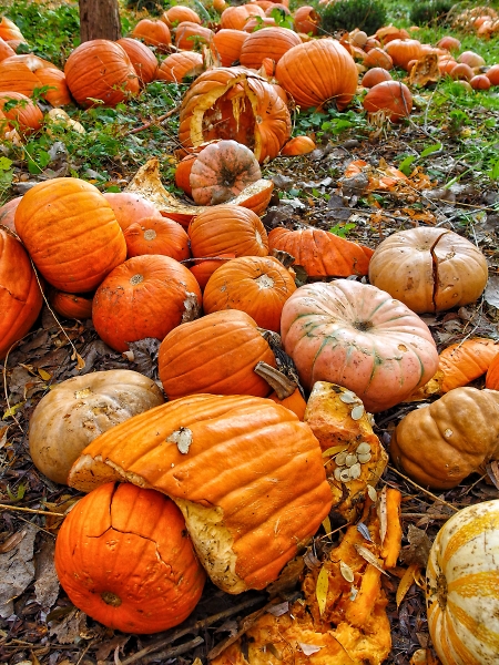 Pumpkin Patch