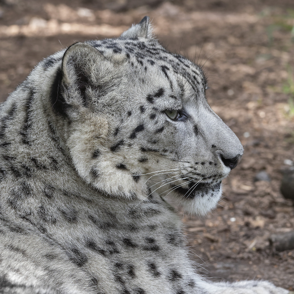 Snow Leopard