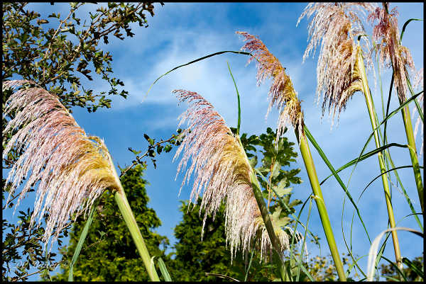 Wild Grass