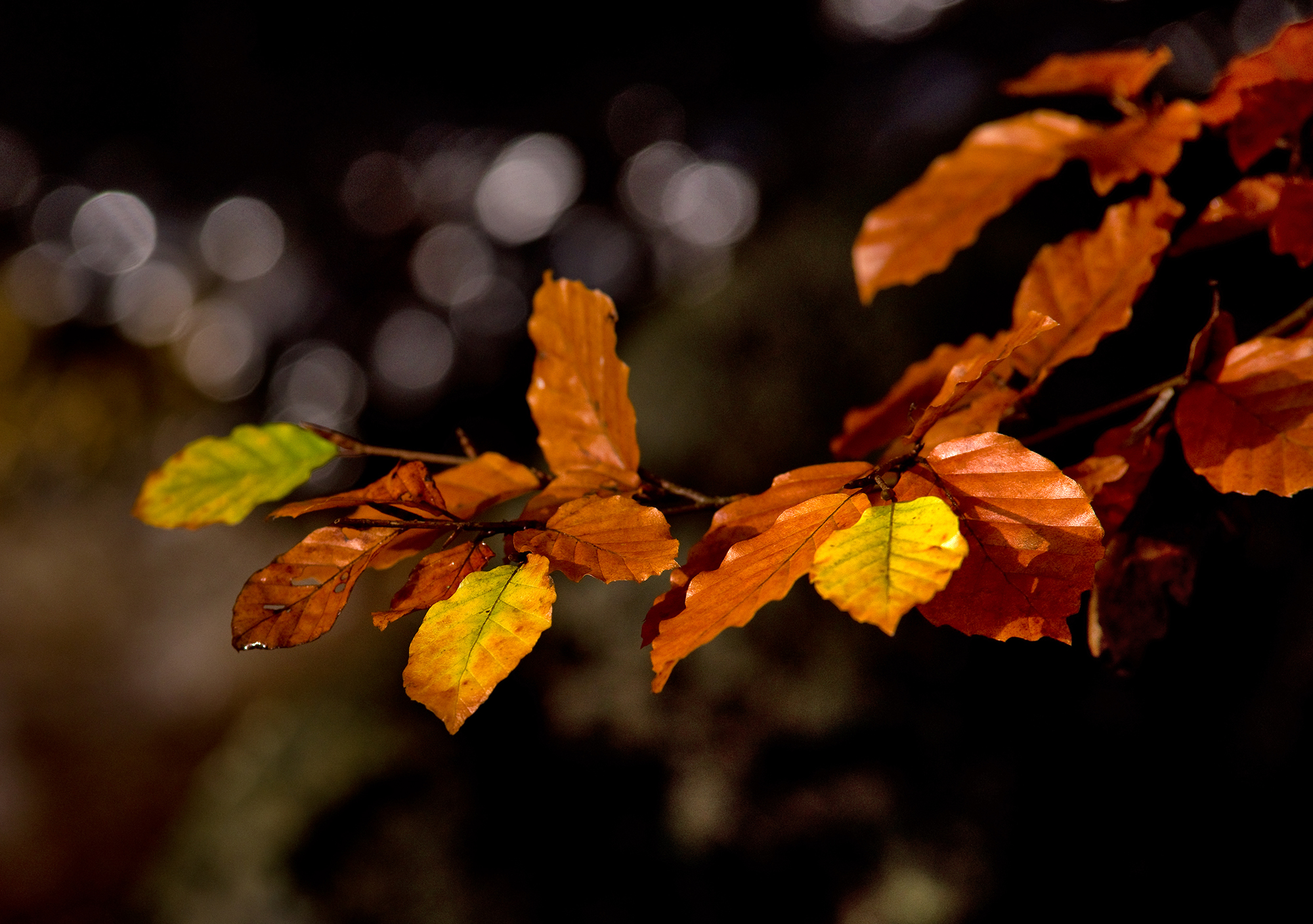 Autumn Beech